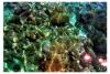 Coral Reefs 