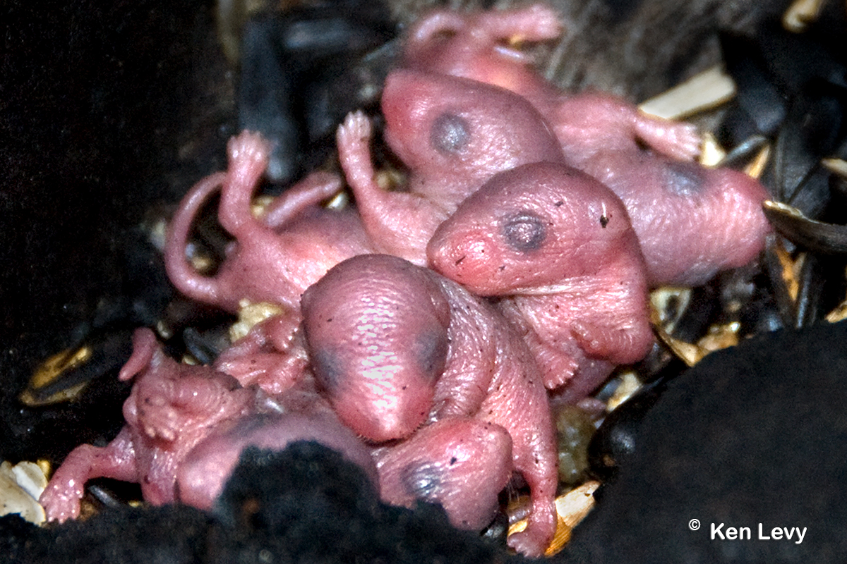 Dormouse Newborns