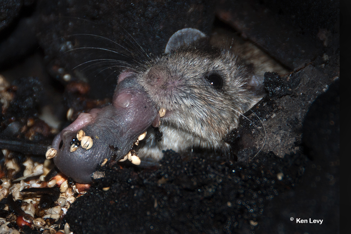 DORMOUSE rescues newborn
