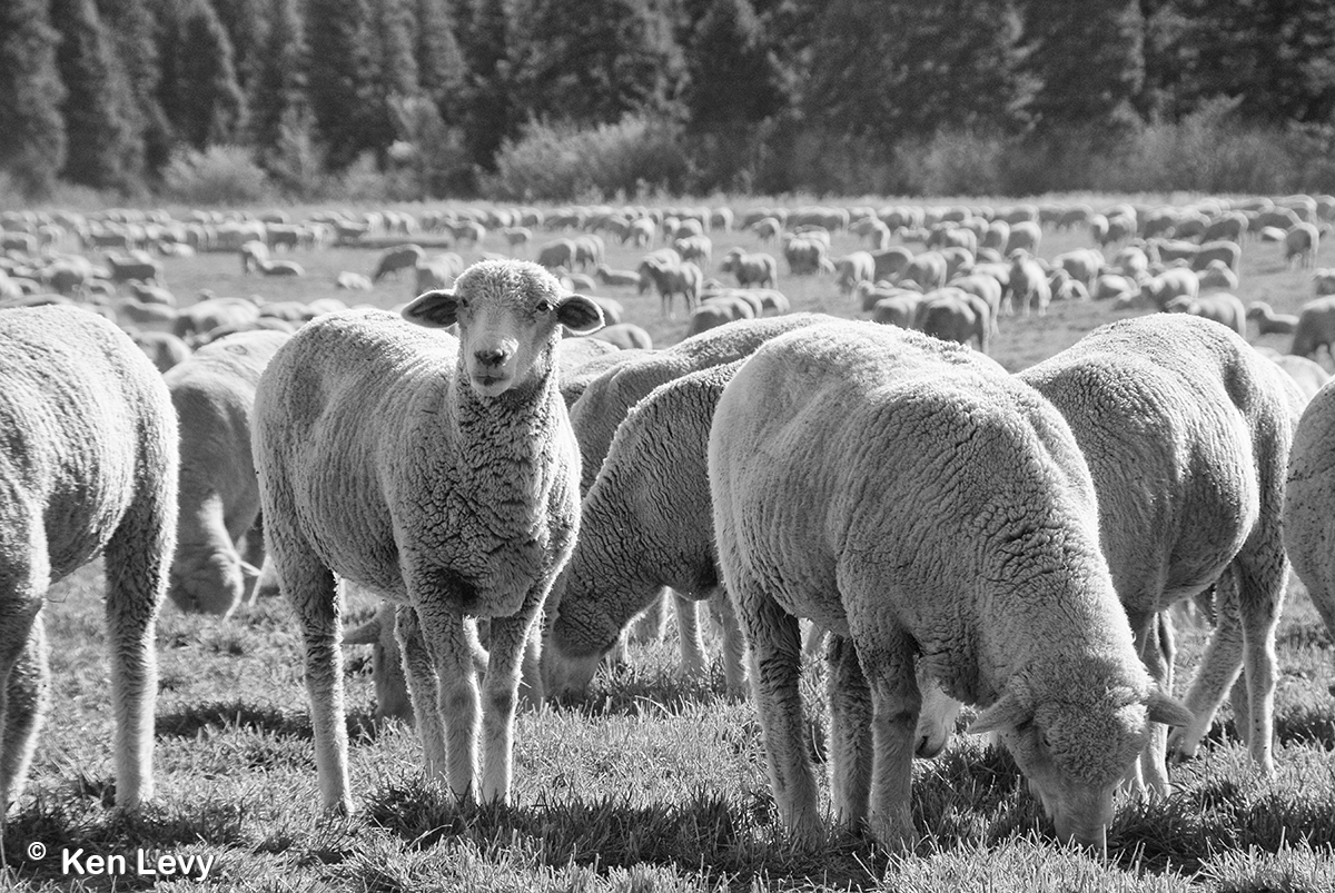 Too little, too late