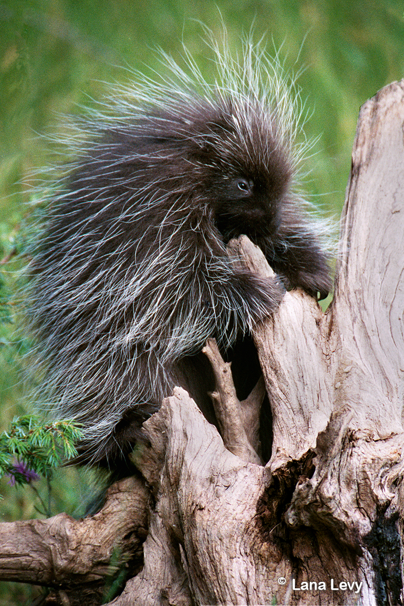 baby porcupine picture