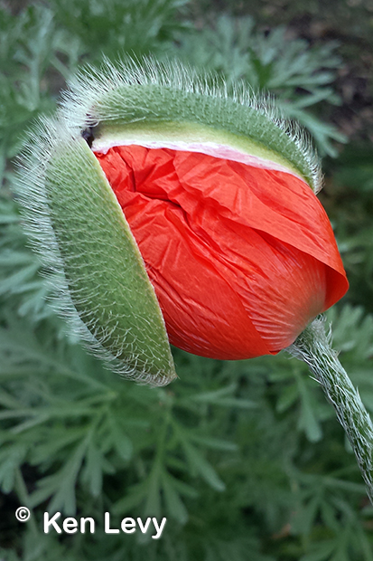 Birth of Poppy photo