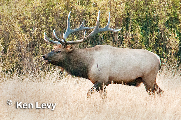 Bull Elk Photo
