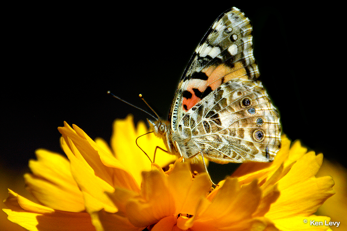 Butterfly summer photo