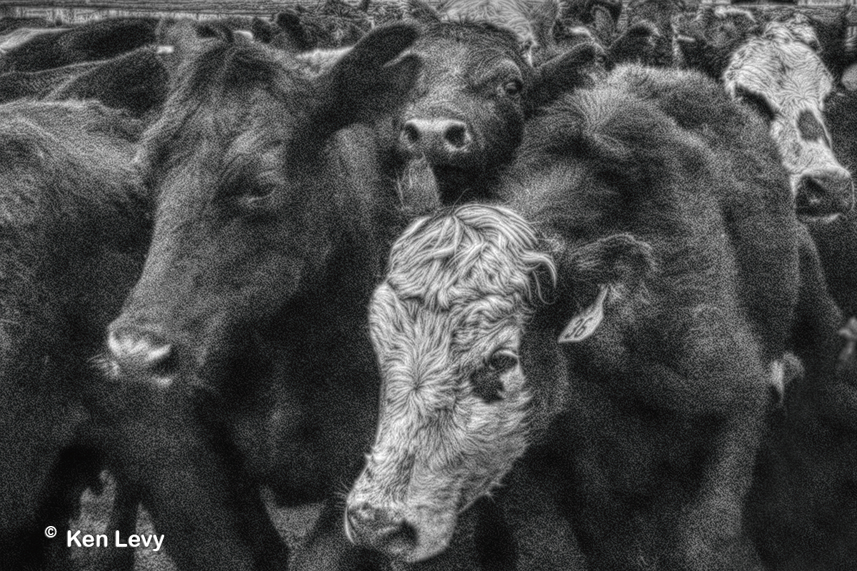 Running with the herd photo