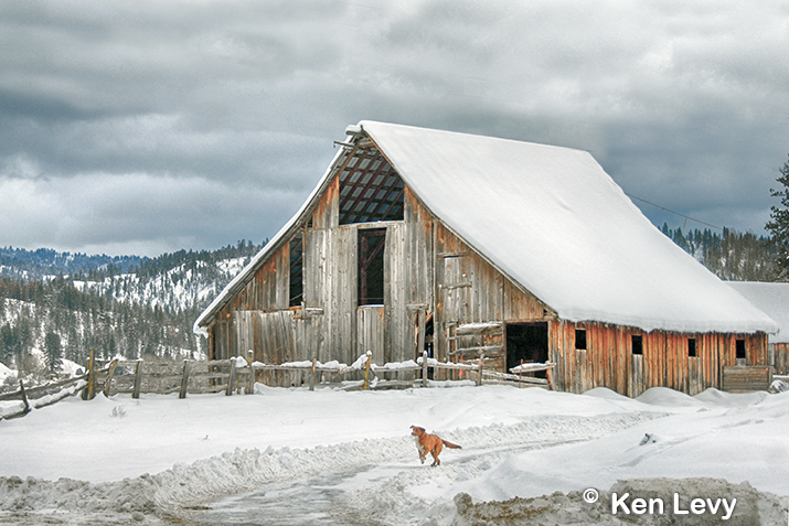 Crouch barn snow dog