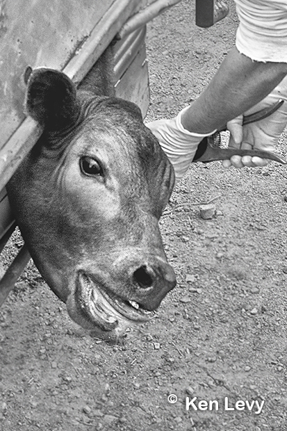 fly tagging cattle photo