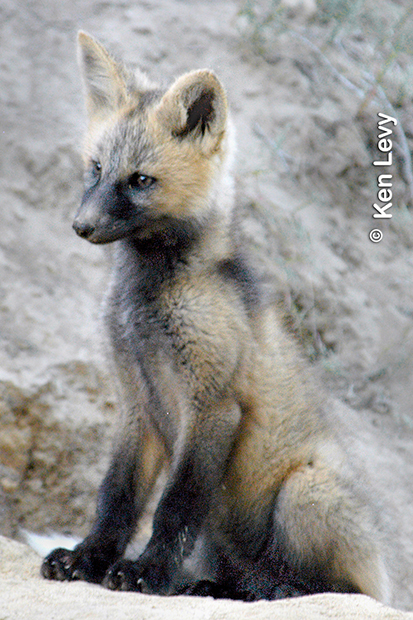 Young Fox near Den