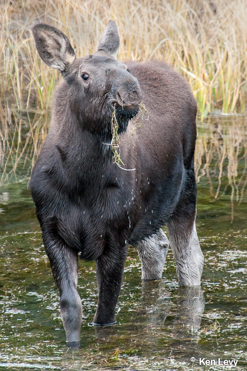 Moose eats riparian habitat Photograph