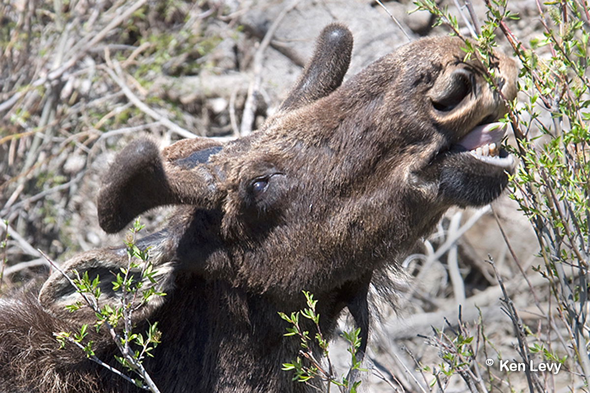 Moose munch mouth