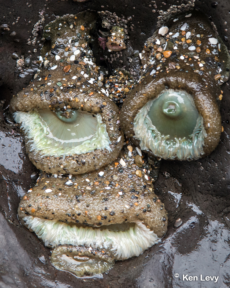 Sea Anemone faces