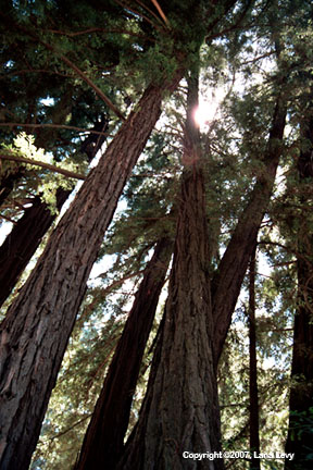 Redwood Silhouette