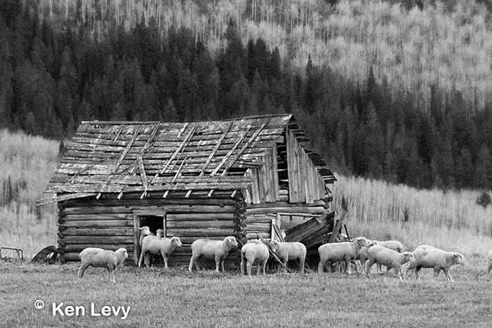 Sheep shack barn photo