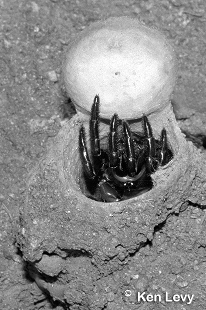 Trapdoor spider