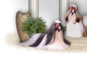  Click to enter Achilles Shih Tzu. Breeder of Shih Tzu for over 30 yrs. The FIRST to breed pedigree shihtzu in the Philippines!Home of best in show, group winners and specialty winners! Shih Tzu puppies available occasionally.