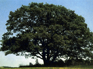 oaktree1 [ Unregistered Tarantula ] , 63277 byte(s).