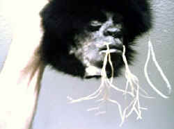 Wolfhead1.jpg (69281 bytes)