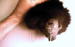 Wolfhead2.jpg (62918 bytes)