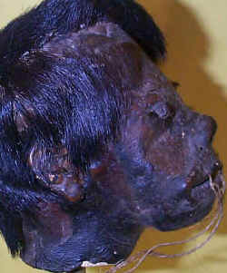 Headj.jpg (49291 bytes)