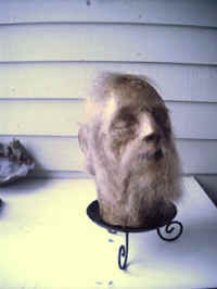 oldmanhead.jpg (24546 bytes)