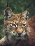 My mascot the lynx
