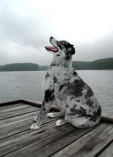 Looks like rain...Scout was a great dog!