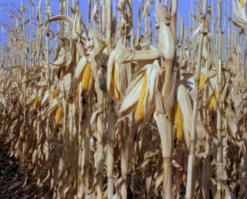 corn1.jpg (45653 bytes)