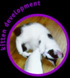 kitten development