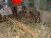 degu1.JPG (124379 bytes)