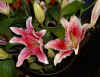 lilies.JPG (57635 bytes)
