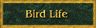 Bird Life