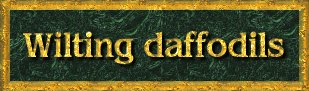 Wilting daffodils