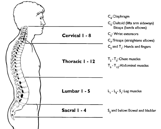 spinal cord image with sections and functions
