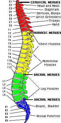 spinal cord image with sections and functions