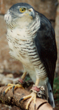 African Goshawk