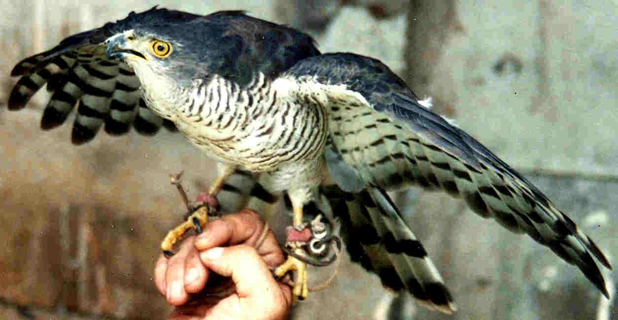 African Goshawk