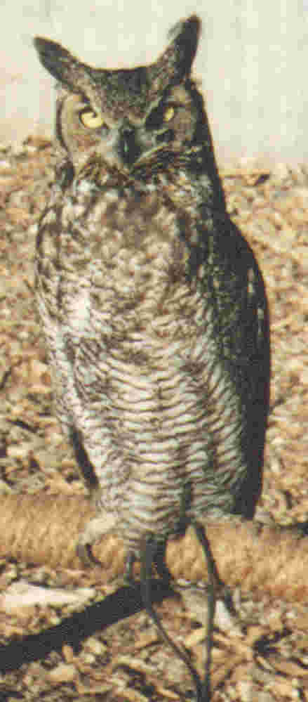 Great Horned Owl