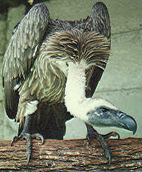 Cape Vulture