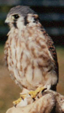 American Kestrel