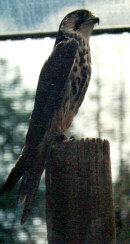 Lanner Falcon