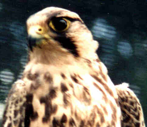 Lanner Falcon