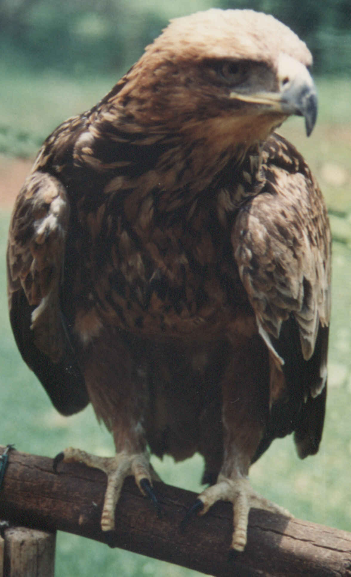 Tawny Eagle