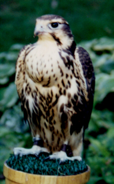 Prairie Falcon