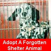  Adopt A Forgotten Shelter Animal