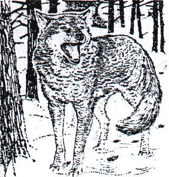 Of Werewolves and Swamp Monsters