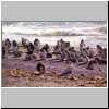 penguins_on_beach2.jpg