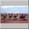 emus.JPG