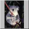 koala.jpg