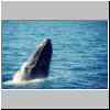 whale_spyhopping.jpg