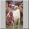 81_Cusco_Decorated_Lama.jpg
